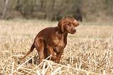 SETTER IRLANDAIS 519